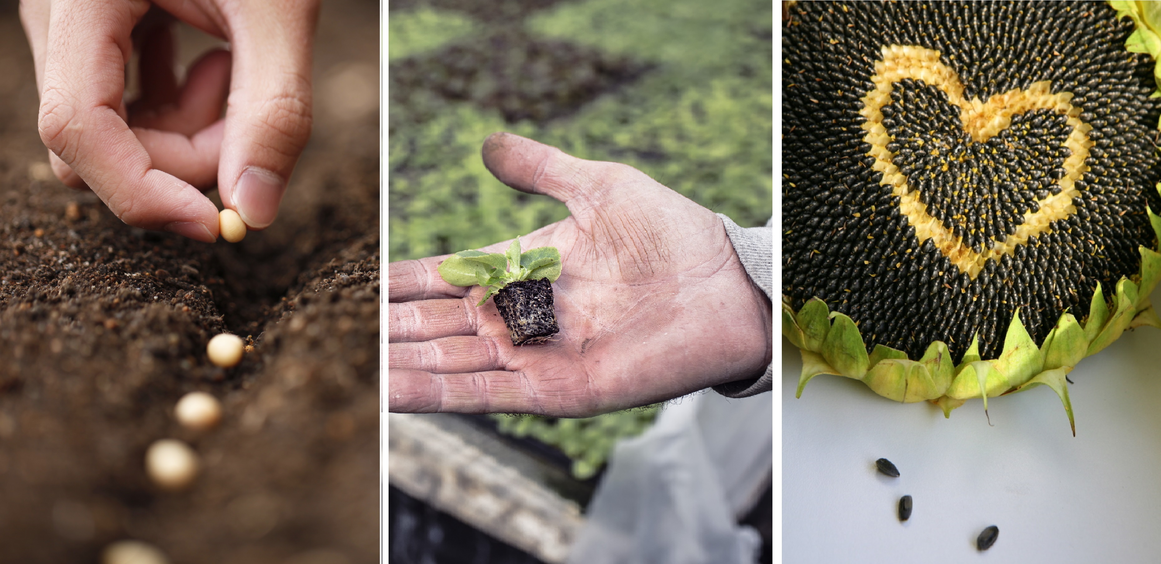 Planting-Seeds crop.jpg